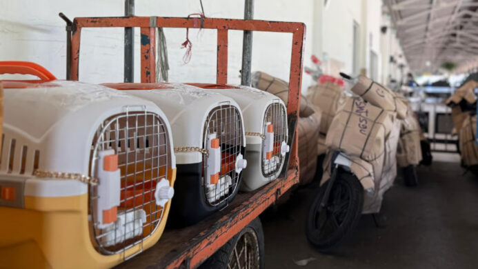 Pengiriman Hewan Peliharaan KAI Logistik Tembus 74 637 Ekor