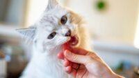 Rekomendasi Makanan Pasca Sterilisasi Kucing