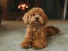 Cara Toilet Training Doggy Agar Tidak Pipis Sembarangan