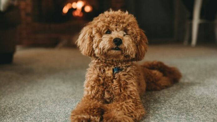 Cara Toilet Training Doggy Agar Tidak Pipis Sembarangan