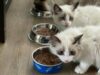 Pilihan Makanan Kucing Halal untuk Anabul Kesayanganmu