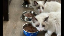 Pilihan Makanan Kucing Halal untuk Anabul Kesayanganmu