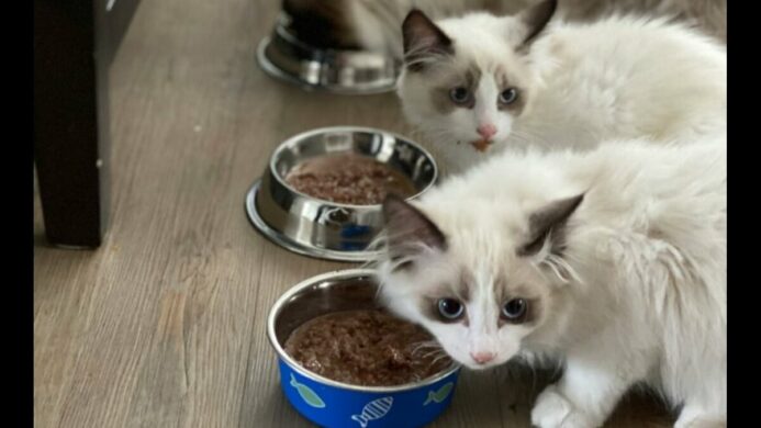 Pilihan Makanan Kucing Halal untuk Anabul Kesayanganmu