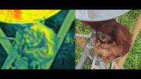 Terra Drone Indonesia Berikan Pelatihan Pengoperasian DJI Matrice 4 Thermal kepada Yayasan Ekosistem Lestari untuk Konservasi Orangutan