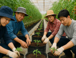 Dari Bibit Unggul ke Rasa Premium: Rahasia Dibalik Cherry Tomato Astyfarm