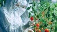 Teknologi Infusion Astyfarm: Gabungan Tomat dan Stevia yang Revolusioner