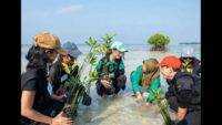 Cinta Laura dan LindungiHutan Kolaborasi Selamatkan Pulau Pari Lewat Penanaman 739 Pohon Mangrove