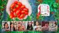 Cherry Tomato Stevia Astyfarm, Tomat Premium yang Bikin Artis Indonesia Jatuh Cinta