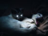 Kenali Ciri-Ciri Kucing Terkena Rabies