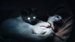 Kenali Ciri-Ciri Kucing Terkena Rabies