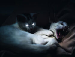 Kenali Ciri-Ciri Kucing Terkena Rabies