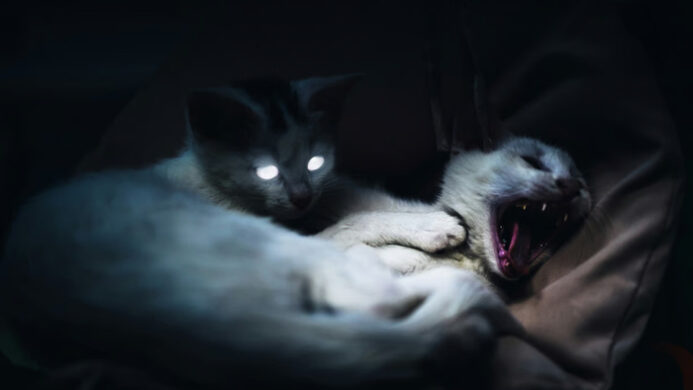 Kenali Ciri-Ciri Kucing Terkena Rabies