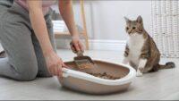 Jadwal Ganti Pasir Kucing Berdasarkan Jenisnya