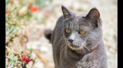 Fakta Menarik Kucing Busok Ras Kucing Asli Indonesia