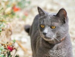 Fakta Menarik Kucing Busok Ras Kucing Asli Indonesia
