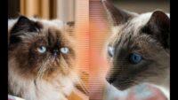 Sering Dikira Sama, Inilah Perbedaan Kucing Himalaya dan Siam