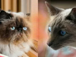 Sering Dikira Sama, Inilah Perbedaan Kucing Himalaya dan Siam