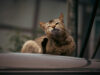 Cara Mencegah Kutu Kucing
