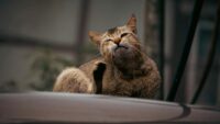 4 Cara Ampuh Mencegah Kutu Kucing Pada Peliharan Kamu