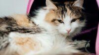 Cegah Kucing Diare Karena Salah Makan