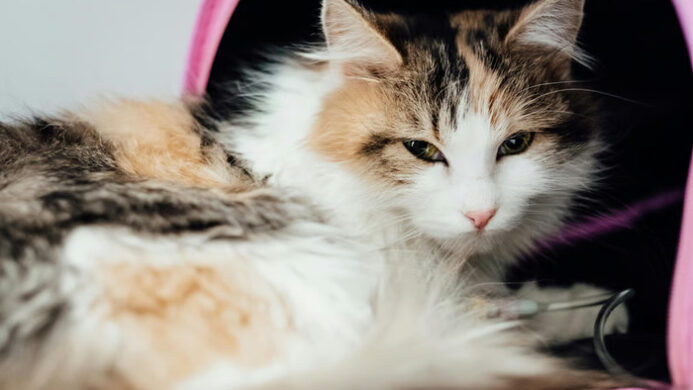 Cegah Kucing Diare Karena Salah Makan
