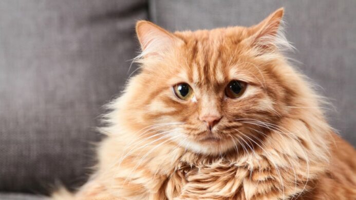Fakta dan Mitos Sifat Kucing Oren