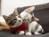 Perbedaan Kucing Jantan dan Betina