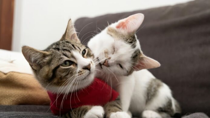 Perbedaan Kucing Jantan dan Betina