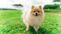 Ketahui Sifat Ras Anjing Pom Mini Sebelum Adopsi