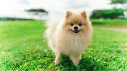 Ketahui Sifat Ras Anjing Pom Mini Sebelum Adopsi