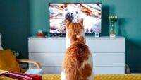 5 Rekomendasi Terbaru Film Tema Kucing Bagi Cat Lovers