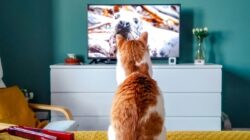 5 Rekomendasi Terbaru Film Tema Kucing Bagi Cat Lovers