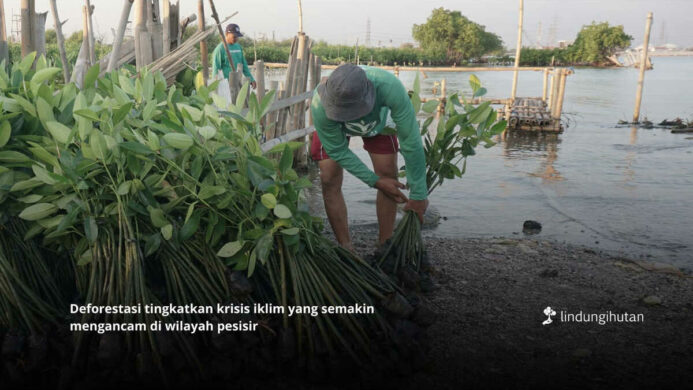 Deforestasi Indonesia Masih Meningkat Inisiatif Pemulihan Hutan Mendesak Diperkuat