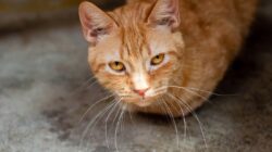 Hal yang Harus Dilakukan Saat Kucing Flu