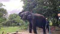 LindungiHutan Tanam Pohon di Way Kambas, Perkuat Habitat Gajah Sumatra yang Kian Menyusut