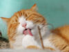 Kucing Cepat Gemuk dengan Wet Food Bernutrisi