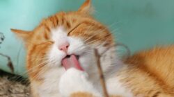 Berikut Cara Kucing Cepat Gemuk dengan Wet Food Bernutrisi