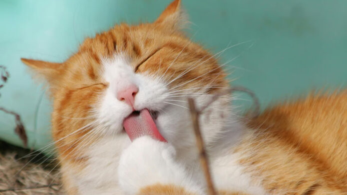Kucing Cepat Gemuk dengan Wet Food Bernutrisi