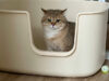 Unicharm Pet Indonesia
