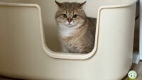 Spot Terbaik untuk Menyimpan Litter Box Kucing di Rumah