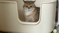 Spot Terbaik untuk Menyimpan Litter Box Kucing di Rumah