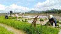 Petani Sambut Gembira Musim Tanam Padi