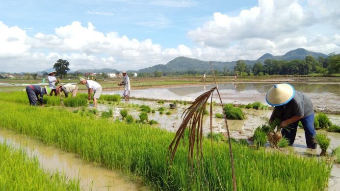 Sejumlah petani di Dusun Dukuh Desa Rawalo saat menanam padi Kamis 30 Oktober 2025 (Foto Asep)