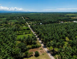 40% Petani Sawit Indonesia Hadapi Tantangan Sertifikasi dan Ketertelusuran di EUDR
