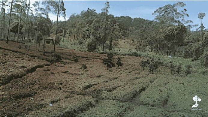 LindungiHutan Buka Lima Lokasi Penanaman Baru, Pangalengan Jadi Titik Reforestasi Jawa Barat