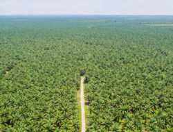 Regulasi Baru Perkuat Kewajiban Deteksi Dini Kebakaran Lahan Perkebunan