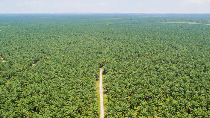 Regulasi Baru Perkuat Kewajiban Deteksi Dini Kebakaran Lahan Perkebunan