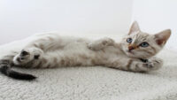 Tutorial Melatih Kitten Pup di Litter Box
