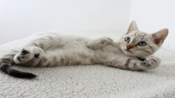 Tutorial Melatih Kitten Pup di Litter Box