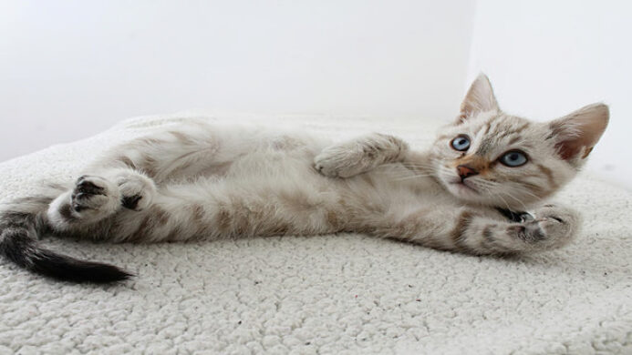 Tutorial Melatih Kitten Pup di Litter Box